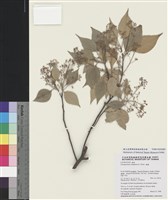 藏品(樟樹)的圖片